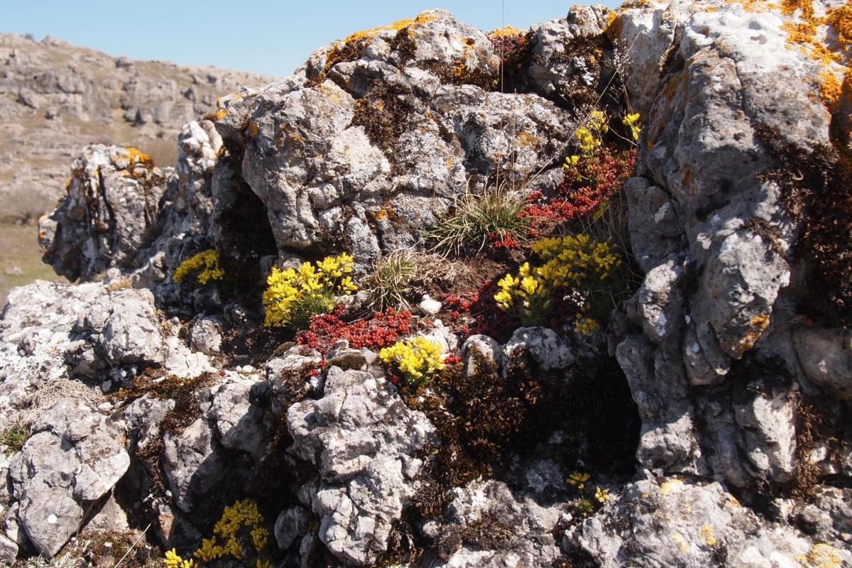 Whitlow Grass, Yellow plant